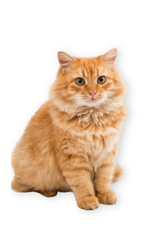 Medical and dental marketing in UAE: Ginger cat sitting upright for the veterinary clinic marketing overview