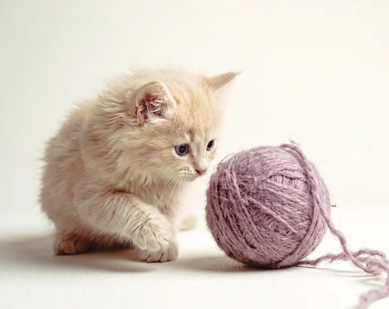 Medical and dental marketing in UAE: Kitten beside a ball of yarn for the general veterinary clinics section