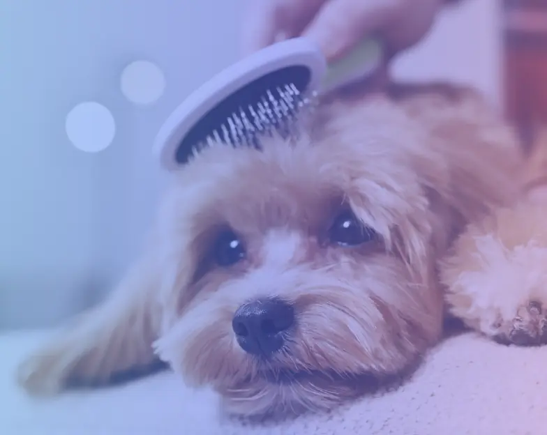 Medical and dental marketing in UAE: Small dog being brushed in the routine pet-care tile for Routine and Preventive Veterinary Care