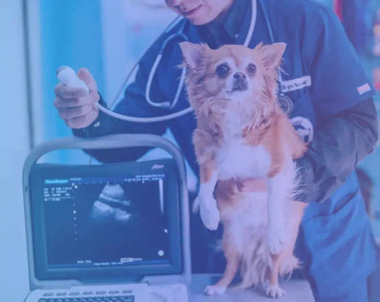 Medical and dental marketing in UAE: Veterinary professional holding a small dog beside an ultrasound screen for Veterinary Diagnostics and Testing