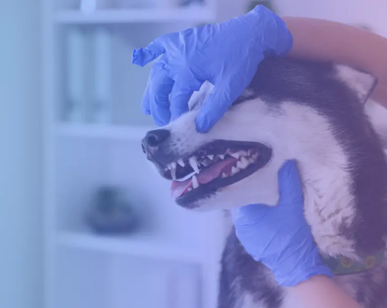 Medical and dental marketing in UAE: Gloved hands examining a dog's teeth for Veterinary Dental Services