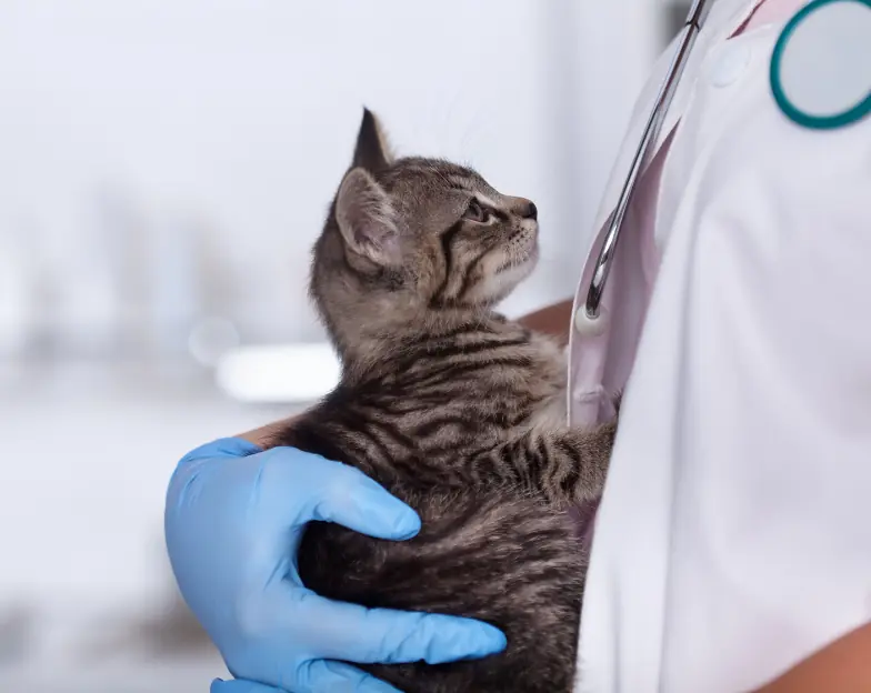 Medical and dental marketing in UAE: Veterinary professional holding a tabby cat for Veterinary Hospitals and Emergency Care