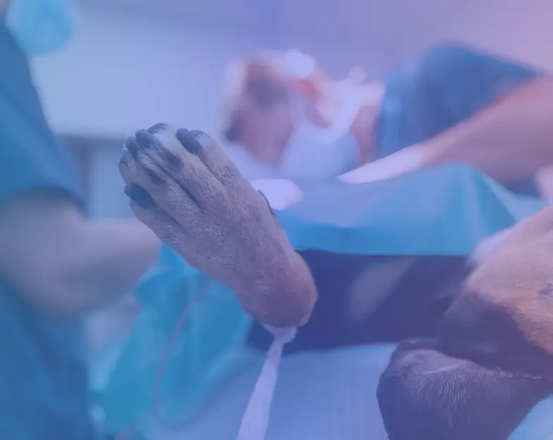 Medical and dental marketing in UAE: Animal's paw on a covered clinical treatment table for Veterinary Surgery and Procedures