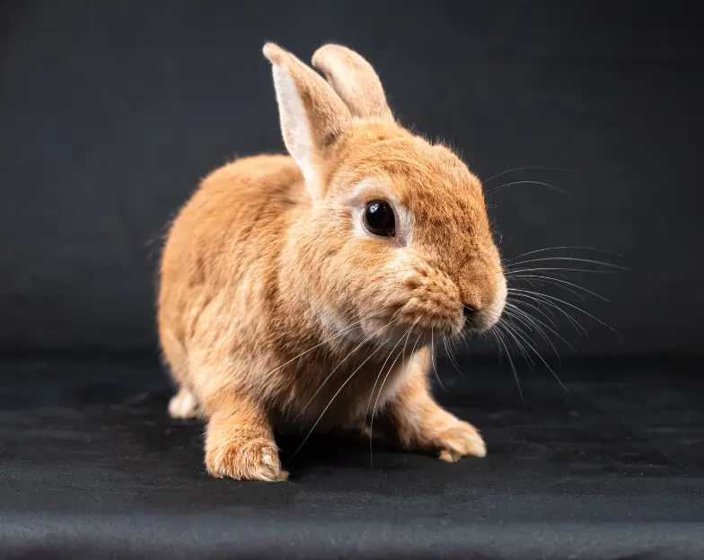 Medical and dental marketing in UAE: Rabbit on a dark background for the specialist animal-practice overview, supporting veterinary clinic marketing UAE