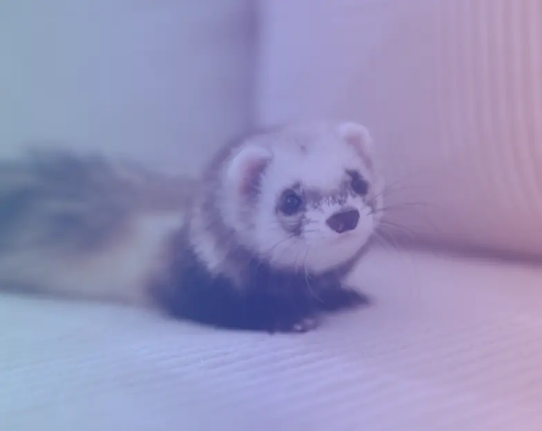 Medical and dental marketing in UAE: Ferret looking towards the camera in the specialist referral tile, supporting specialty-led healthcare marketing
