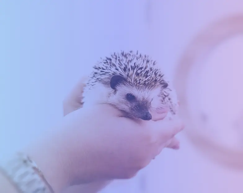 Medical and dental marketing in UAE: Hedgehog resting in a person's hands for Rare and Non-Traditional Pet Care, supporting veterinary clinic marketing UAE